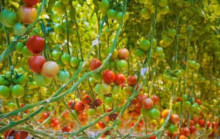 How to Grow a Heirloom Vegetable Garden? How to Grow a Heirloom Vegetable Garden?