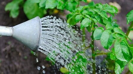When to stop watering potatoes before harvest When to stop watering potatoes before harvest