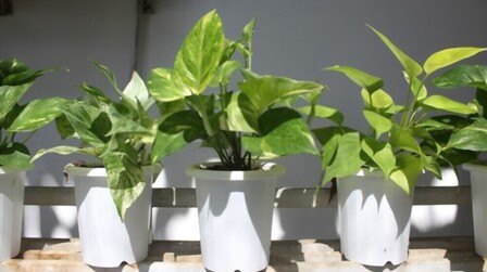 Low Maintenance Outdoor Hanging Plants for Full Sun Low Maintenance Outdoor Hanging Plants for Full Sun