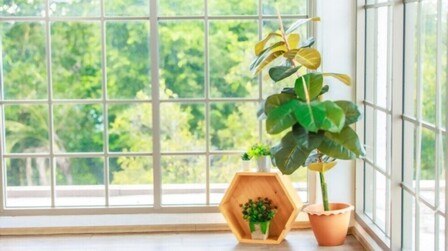 Tall Plants In Pots For Privacy Tall Plants In Pots For Privacy