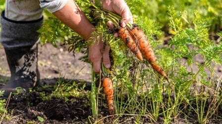 How To Tell When Fruits And Vegetables Are Ready For Harvest? How To Tell When Fruits And Vegetables Are Ready For Harvest?