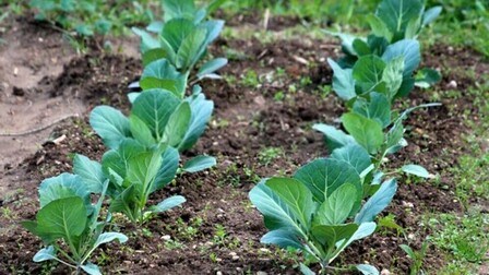 Best Frost Hardy Vegetables To Plant Best Frost Hardy Vegetables To Plant